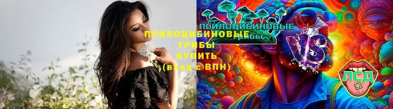 Псилоцибиновые грибы Psilocybe Туринск